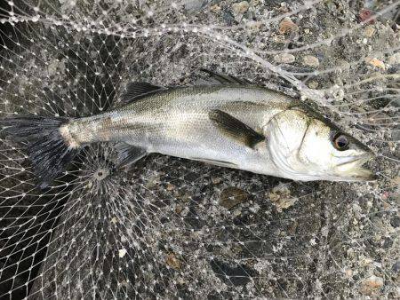 帰って来たあおのすけ