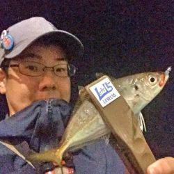 初夏アジング？