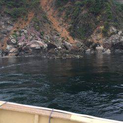 今年初ｱｵﾘｲｶ