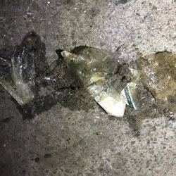 バチは、まだいけますねっ。