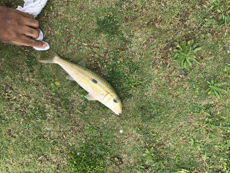 沖縄県今帰仁村でフカセ釣り