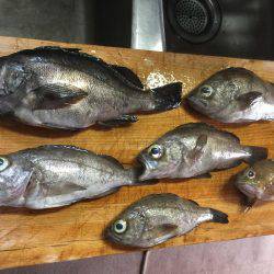 メバルが釣りたくて！