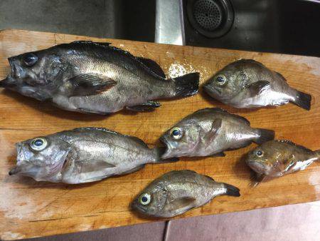 メバルが釣りたくて！