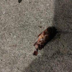 メバリングタックルでシーバス