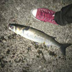 シーバスとボラ