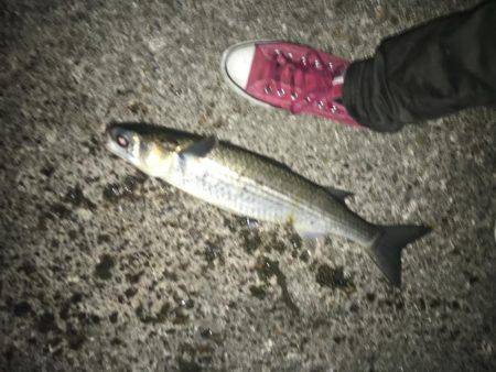 シーバスとボラ