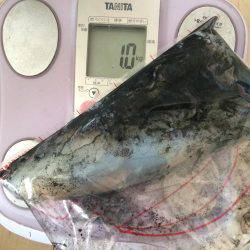 初春イカ。初キロアップ。