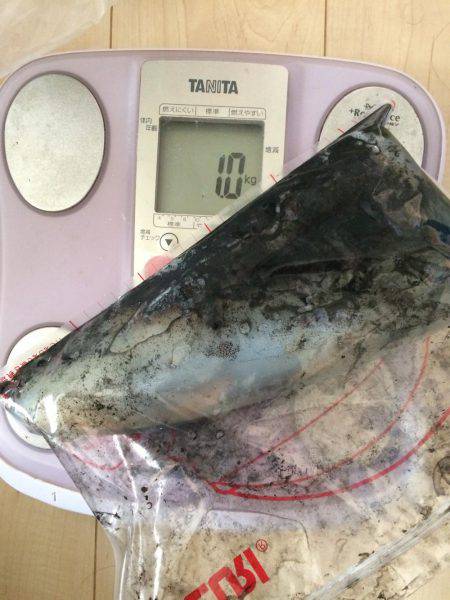 初春イカ。初キロアップ。