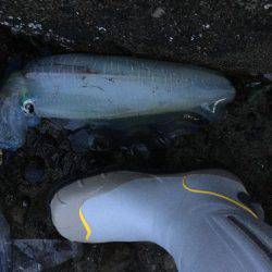 単身赴任釣行記 夢の大台❗️