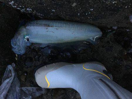 単身赴任釣行記 夢の大台❗️