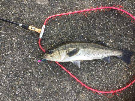 連日爆釣シーバス