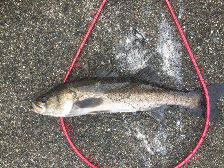 シーバス激ジブ