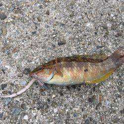 デイライトゲーム