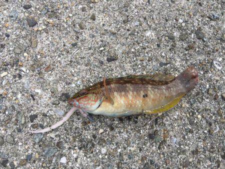 デイライトゲーム