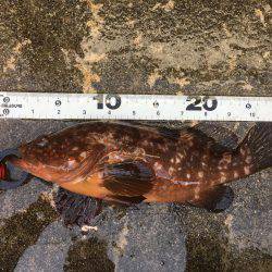 デイメバリングでラッキーな外道