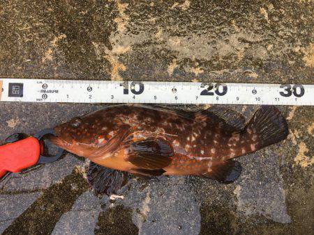 デイメバリングでラッキーな外道