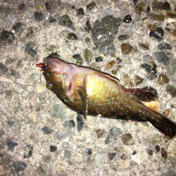 趣向を変えて‥