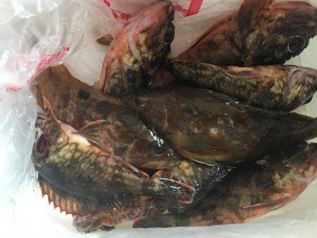 デイガシリング