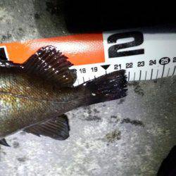 ﾒﾊﾞﾘﾝｸﾞ苦戦