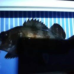 穴釣りのちメバリング