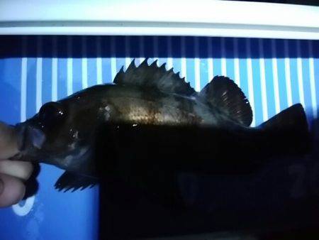 穴釣りのちメバリング