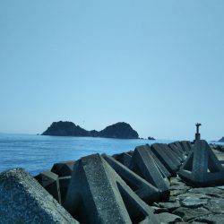 ボーズ逃れのマゴチ