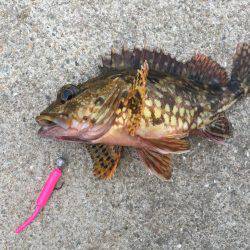 ライトショアジギング ガシリング