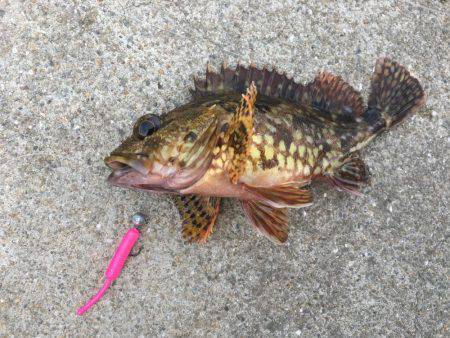 ライトショアジギング ガシリング