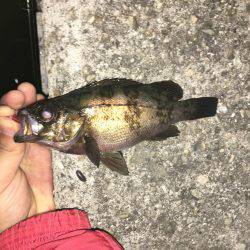 メバル！到来！