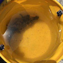 回遊は見られず