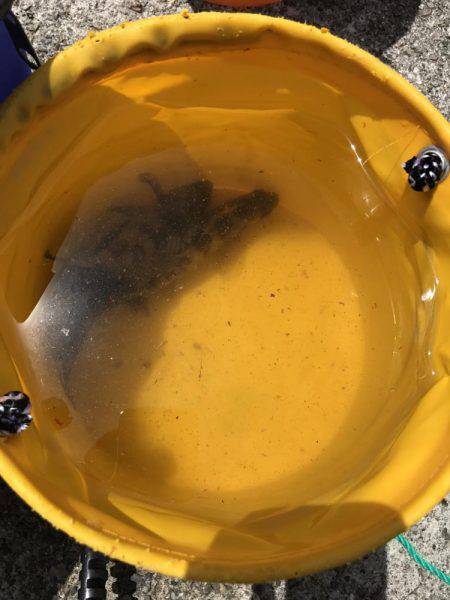 回遊は見られず