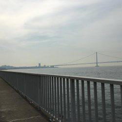 イカではなくてタコ