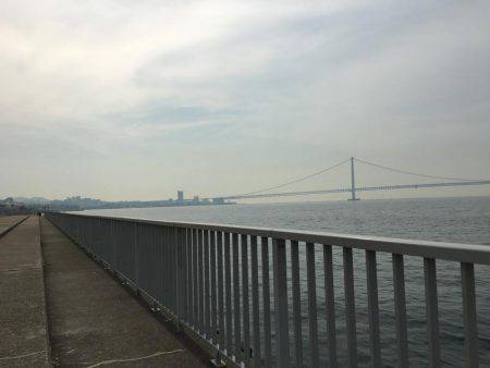 イカではなくてタコ