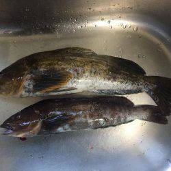 穴釣りでアイナメ