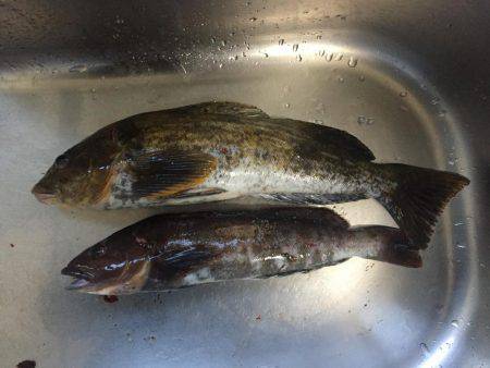 穴釣りでアイナメ