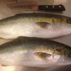 GW最終 はまちゃん2