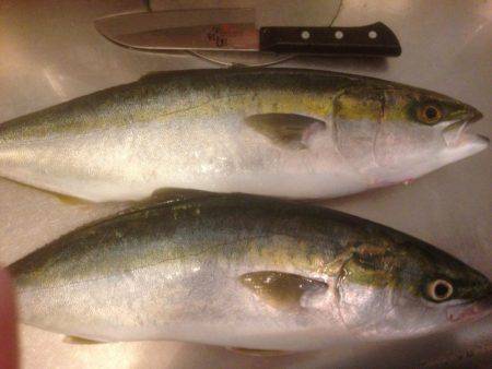 GW最終 はまちゃん2