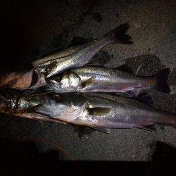 河川のボイル打ち