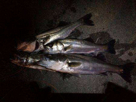 河川のボイル打ち