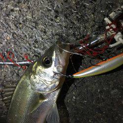 デイシーバスキャッチ！