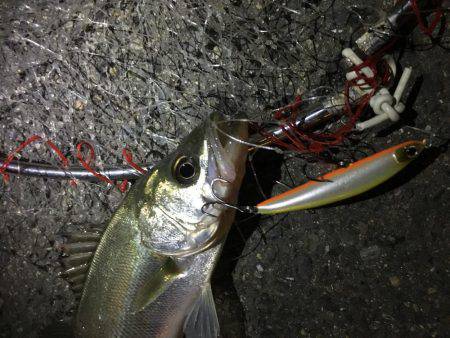 デイシーバスキャッチ！