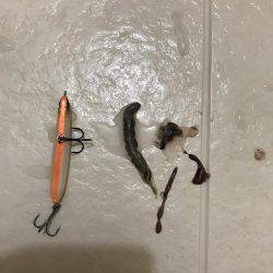 神戸湾奥バチパターン好調