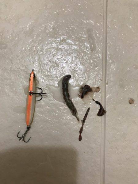 神戸湾奥バチパターン好調