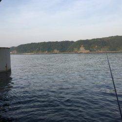 アオリ&モンゴウイカ