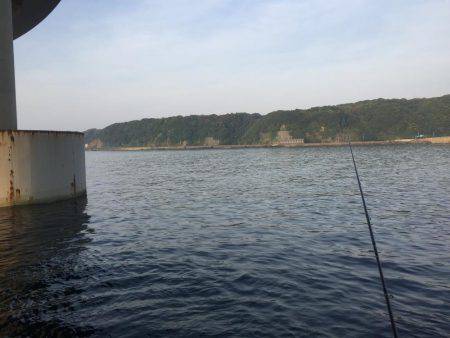 アオリ&モンゴウイカ