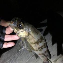 ロックフィッシュフェス