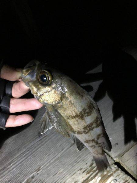 ロックフィッシュフェス