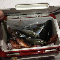 舞鶴五目釣り 大物あり