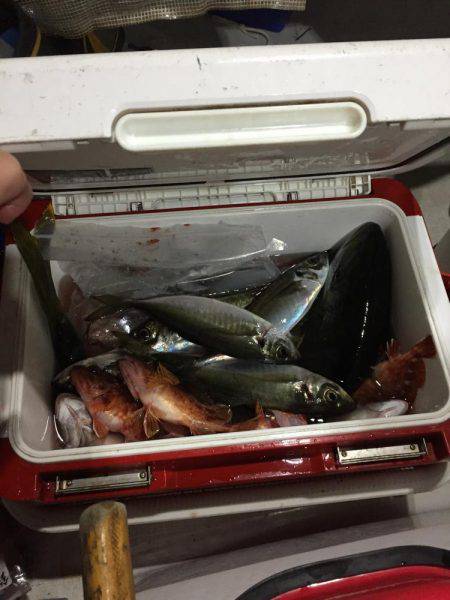 舞鶴五目釣り 大物あり