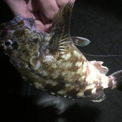 ロックフィッシュ